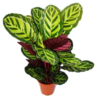 Obrázek produktu pro Stínomilná rostlina XXL s neobvyklým vzorem na listech – Calathea roseapicta – květináč 19 cm – výška cca 60–80 cm