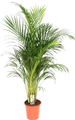 Obrázok produktu pre Trendyplants - Areca Palm - Zlatá palma - izbová rastlina - výška 170-190 cm - veľkosť kvetináča Ø24cm