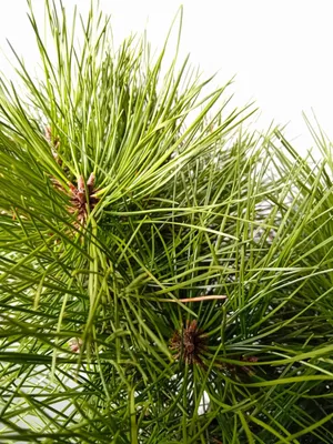 Produktbild von Japanische Rotkiefer Zwerg - Kiefer Pinus densiflora Low Glow 25 - 30 cm