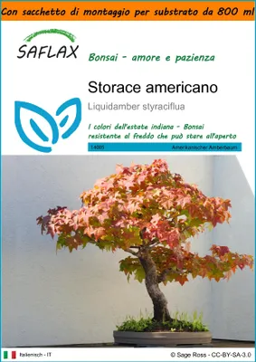 Immagine prodotto di SAFLAX Garden in the bag - Storace americano - 100 semi - Liquidamber