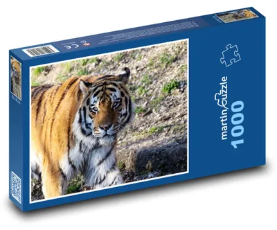Zdjęcie produktu dla Puzzle 1000 Tygrys na spacerze - martinpuzzle