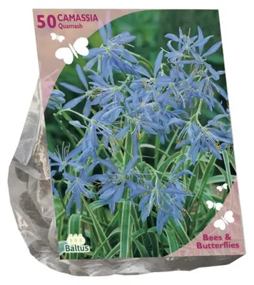 Productafbeelding van Bees & Butterflies Camassia quamash per 50 bloembollen Baltus