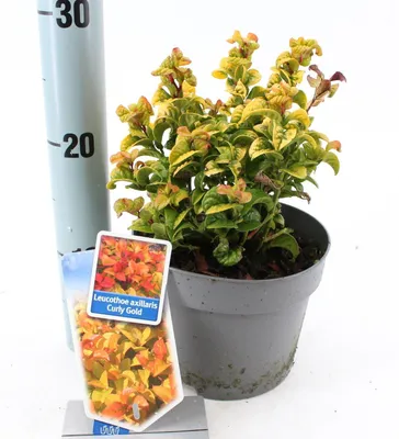 Obrázok produktu pre Leucothoe axillaris ‘Curly Gold’ PBR – myrta hrozienková | 15–20 cm v črepníku