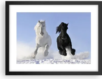 Produktbild von Gerahmtes Poster - Schwarzer Rahmen - Tiere Schönheit Wettbewerb - 40x30 cm - Wand Bild - Wanddeko - Wandbilder - Wandposter - Bilderrahmen - Bilder - Kunstdruck - Wandbild - P2BAA40x30-2179