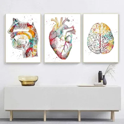 Productafbeelding van Anatomie Set - Muurkunst Set - Decoratie Kantoor - Hoge Kwaliteit Canvas - 50x70cm - Meerdere Kleuren