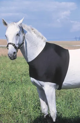 Produktbild von Equitheme Brustschutz Schwarz L Schwarz L