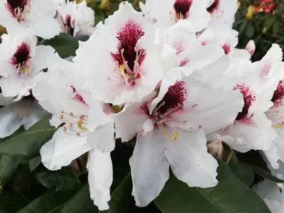 Produktbild von Rhododendron Hybride Herbstgruß - Großblumige Alpenrose 40 - 50 cm