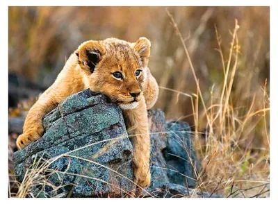 Immagine prodotto di Puzzle Ravensburger 12946 200 pz