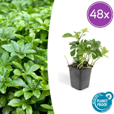 Image de Pachysandra term. 'Green Carpet' | 48 pièces - 10-25cm - Ø9cm - Plante de jardin