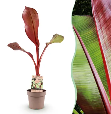 Immagine prodotto di Musa ensete Maurelli - Albero del banano - Resistente - Rosso-verde - 80-90cm - Ø21cm - Pianta da giardino