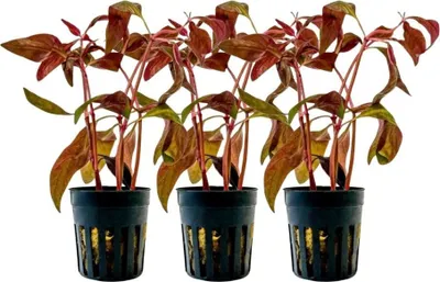 Produktbild von Aquarium Pflanze 3 Stk. Alternanthera lilacina Wasserpflanze AquaOne Nr.323L Set