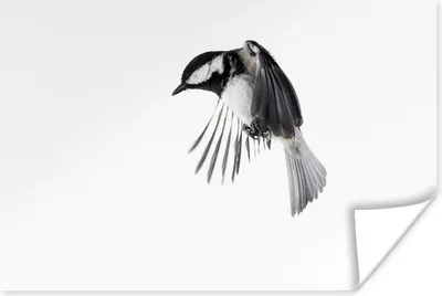 Produktbild von MuchoWow® Poster Vogel - Federn - Schwarz - Weiß 180x120 cm - Fotoplakat