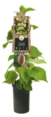 Image de Kiwi Atlas 70 cm - Actinidia chinensis Atlas - mâle
