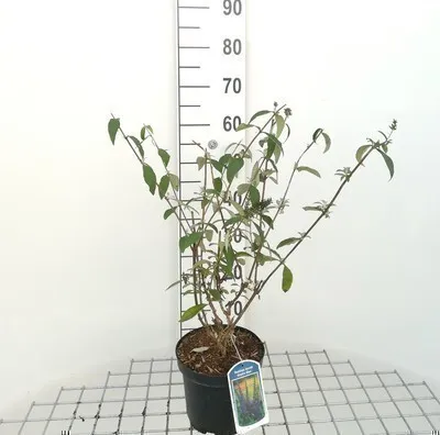 Zdjęcie produktu dla Buddleja dav. 'Empire Blue' - Krzew motylkowy 40- pojemnik 60 cm