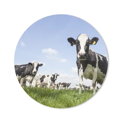 Produktbild von MuchoWow® Mauspad Mousepad Kühe - Gras - Tiere - Sonne - Bauernhof 20x20 cm - Mousepads - Maus Mat - Pad - Mausunterlage - Schreibtischmatte