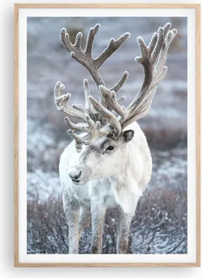 Produktbild von Gerahmtes Poster - Rahmen in heller Eiche - Weiß Rentier Skandinavisch - 70x100 cm - Wand Bild - Wanddeko - Wandbilder - Kunstposter - Wandposter - Bilderrahmen - Bilder - P2NPA70x100-5156