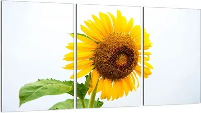 Produktbild von Glasschutzplatte für Herd 3x30x52