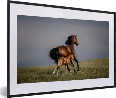 Produktbild von MuchoWow® MuchoWow® Gerahmtes Poster Tiere - Pferde - Fohlen 60x40 cm - Poster mit zchwarzem Bilderrahmen - Schlafzimmer - Plakat in Rahmen - Drucken