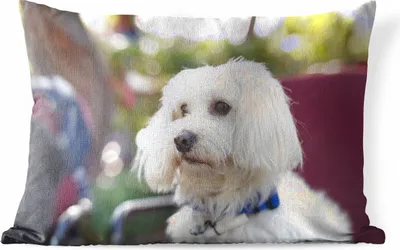 Produktbild von MuchoWow® Outdoor Kissen - Niedlicher Malteser Hund - 60x40 cm - Wetterfest - Lounge Kissen - Zierkissen - Kissen für Innenräume