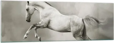 Produktbild von Bilder auf glas - Pferd Tier - 160x50cm - Glasbilder - Wandbilder - Bilder - Kunstdruck - zum Aufhängen bereit - Wanddekoration aus Glas - Glas Bilder - Wandbild auf Glas - Einteilig - GAB160x50-3542