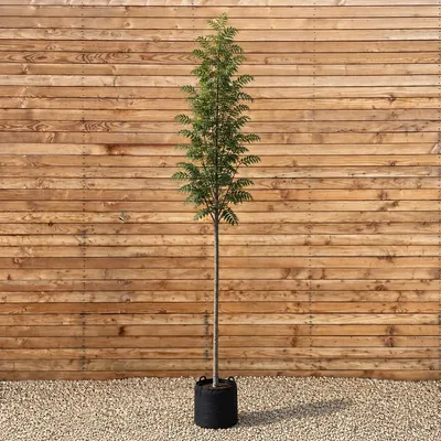 Produktbild von Schlitzblättrige Eberesche Hochstamm Asplenifolia 200-250 cm, Stammumfang 8-10 cm - Sorbus aucuparia Hochstamm
