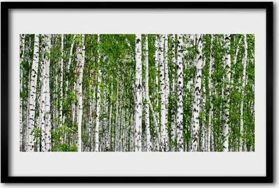 Produktbild von Bild 60x40 MDF-Rahmen Wandkunst Birke Wald Natur