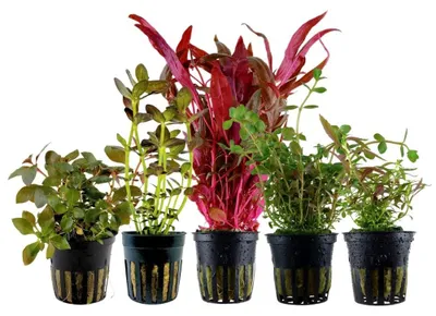 Produktbild von 'Buntes' Set mit 5 Topf Pflanzen Aquariumpflanzen Set 214 Wasserpflanzen AquaOne