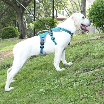 Produktbild von Verstellbares Hundegeschirr für große Hunde - Reflektierend und Ausbruchsicher