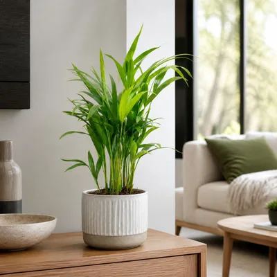 Produktbild von Goldfruchtpalme - pflegeleichte Zimmerpflanze, Areca Dypsis Lutescens - Höhe ca. 55 cm, Topf-Ø 14 cm