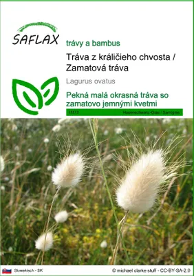 Obrázok produktu pre SAFLAX - Tráva z králičieho chvosta / Zamatová tráva - Lagurus ovatus - 100 Semená