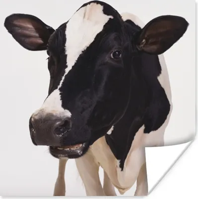 Produktbild von MuchoWow® Poster Kuh - Weiß - Tiere - Schwarz 50x50 cm - Wohnzimmerdekoration