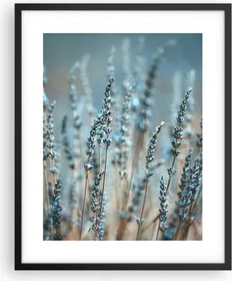 Produktbild von Gerahmtes Poster - Schwarzer Rahmen - Lavendel Klinge Blume - 40x50 cm - Wand Bild - Wanddeko - Wandbilder - Kunstposter - Wandposter - Bilderrahmen - Bilder - Kunstdruck - P2BPA40x50-4986
