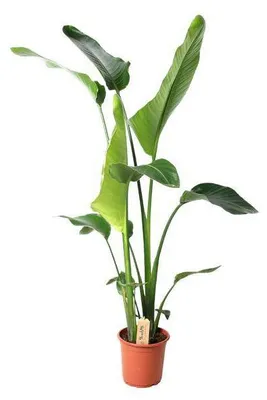 Produktbild von Baum – Strelitzie Strelitzia Nicolai Zimmerpflanze Ø21cm ↕100cm – tropische Grünpflanze für Wohnzimmer, Büro & helle Standorte kaufen