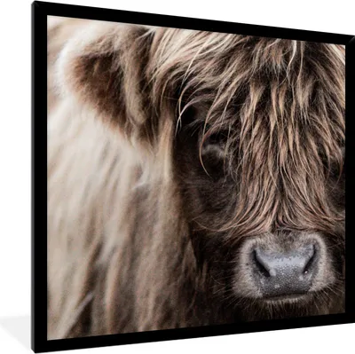 Produktbild von MuchoWow® MuchoWow® Gerahmtes Poster Schottisches Hochlandrind - Schottische Kuh 40x40 cm - Poster mit zchwarzem Bilderrahmen - Mit Rahmen - Wanddekoration Schlafzimmer