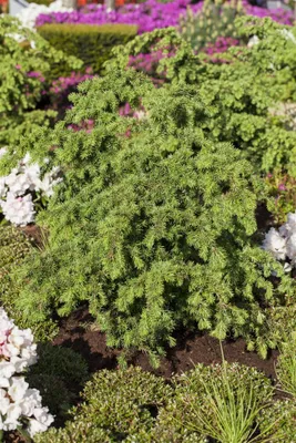 Produktbild von Tsuga mertensiana, Berg-Hemlocktanne, 40–50 cm