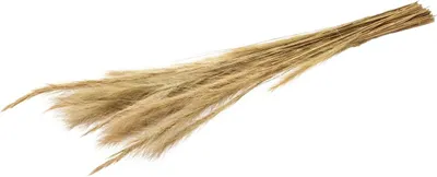 Produktbild von Fuchsschwanzgras, getrocknet, im Bund, Größe ca. 80-90cm | Alopecurus