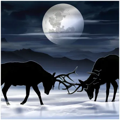 Produktbild von Wallario Premium Glasbild, freischwebende Optik, kräftige Farben, Größe 50 x 50 cm Motiv Elch im Schnee bei Mondschein - Silhouette am Abend