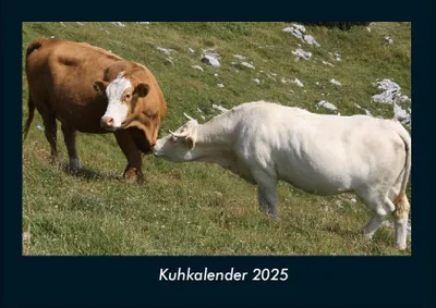 Produktbild von Kuhkalender 2025 Fotokalender DIN A4