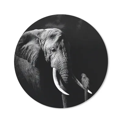 Produktbild von MuchoWow® Mauspad Mousepad Elefant - Papagei - Zähne - Schwarz - Weiß 50x50 cm - Mousepads - Maus Mat - Pad - Mausunterlage - Vinyl