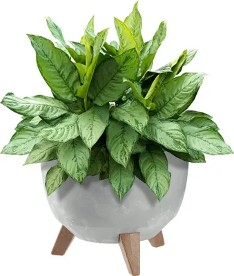 Obrázok produktu pre KADAX kvetináč, kvetináč, 29 cm, kryt + zásuvné nožičky, korkový stojan na kvety, sivý