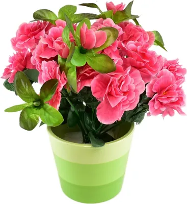 Immagine prodotto di Azalea rosa in vaso di Vetroceramica 25×25 cm