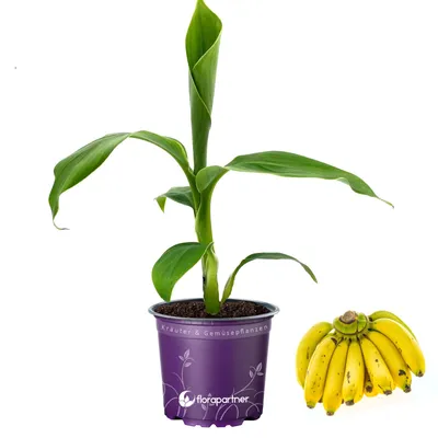 Produktbild von Winterharte Bananen Pflanze Japanische Faserbanane Musa basjoo