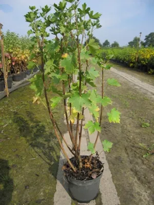 Produktbild von Ribes aureum - Gold-Johannisbeere