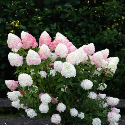 Produktbild von Rispenhortensie Hydrangea paniculata Living Pink und Rose winterhart rosa 3