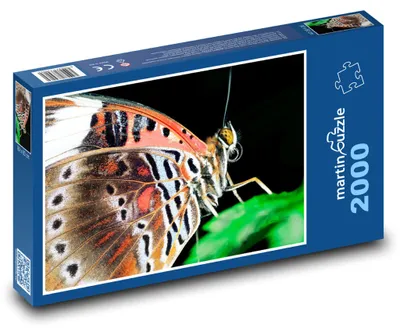 Obrázok produktu pre martinpuzzle - Puzzle 2000 - Motýl zlatooký