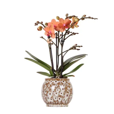 Obrázek produktu pro Kolibri Orchids – oranžová orchidej Phalaenopsis, minerální hnojivo Bolzano + květináč Safari, velikost květináče 9 cm, kvetoucí pokojová rostlina přímo od pěstitele
