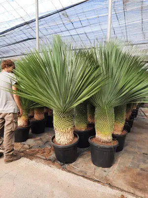 Produktbild von Yucca Rostrata – ca. 160 cm Höhe, winterhart bis –19 °C