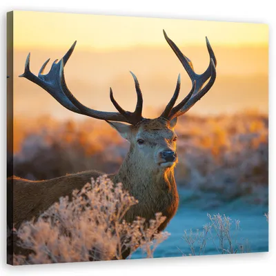 Produktbild von Leinwandbild Hirsch Vintage 60x60 Feeby Braun bild für die wand bereit zum aufhängen