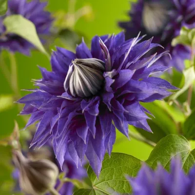 Produktbild von Clematis Multi Blue – Gefüllte Waldrebe | winterharte Kletterpflanze 30–50 cm im Topf | blau-violette Blüten