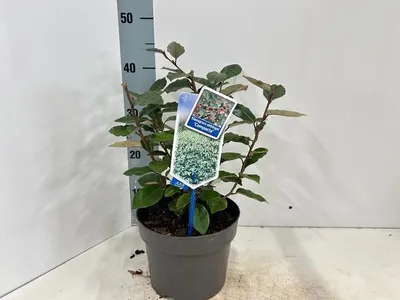 Produktbild von Elaeagnus ebbingei 'Compacta' - Wintergrüne Ölweide | 40-50 cm im Topf